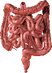 Intestine